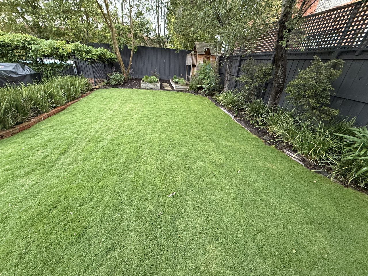 A lush, freshly laid Sir Walter Buffalo backyard lawn