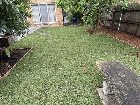 A lush new backyard lawn